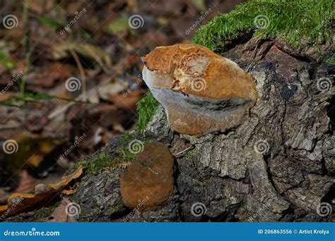 Young Chaga Mushroom Inonotus Obliquus Stock Photo Image Of Folk