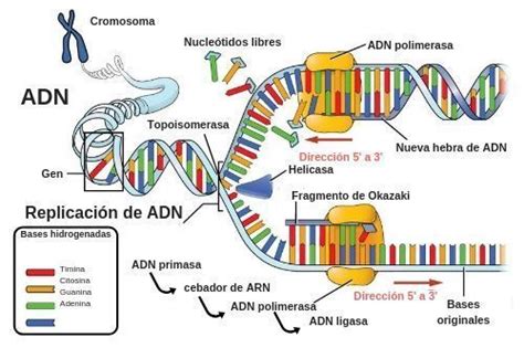 Replicaci N Del Adn Ense Anza Biolog A Notas De Biolog A Bioqu Mica