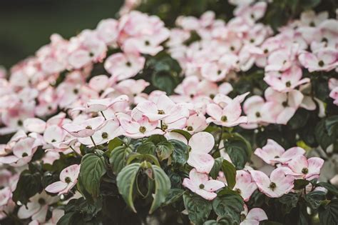 Dogwood Blossoms Pink Free Photo On Pixabay Pixabay