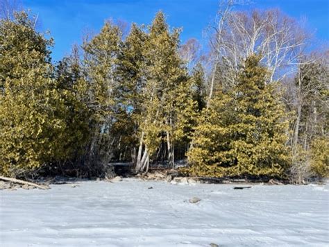 In Praise of the Eastern White Cedar | The Peterborough & Area Master ...