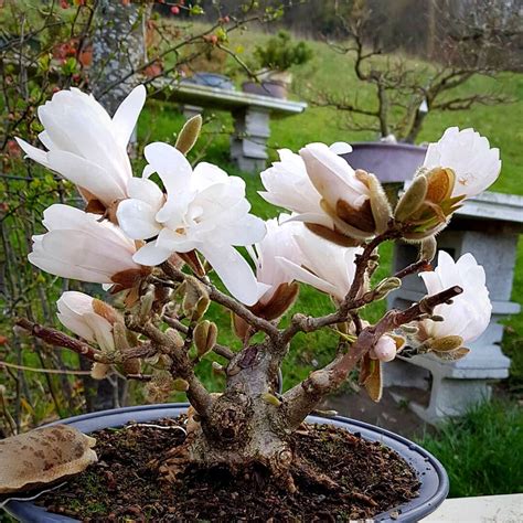 Magnolia Bonsai Tree