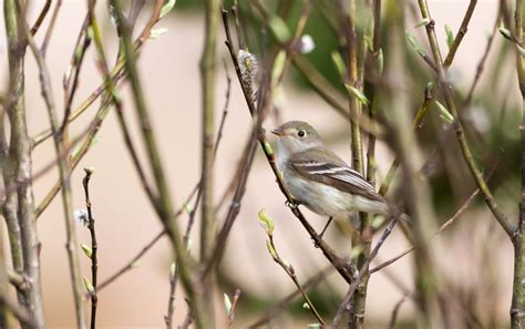 Least Flycatcher