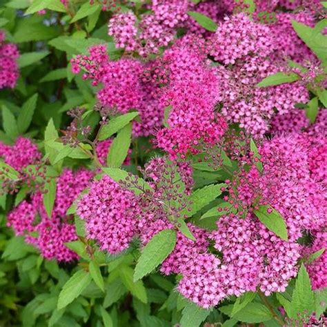 Spir E Japonaise Anthony Waterer Spiraea Japonica Vari T Tr S