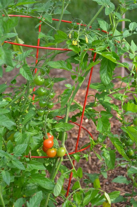 Sweet Red Cherry Tomato Seeds Open Pollinated Heirloom Etsy