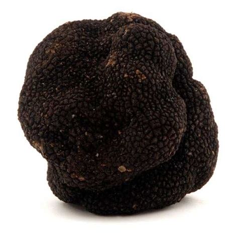 Fresh Black Truffle Tuber Melanosporum Trufficulteurs De Lozère