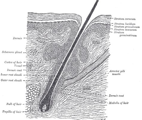 Sebaceous Gland Wikidoc