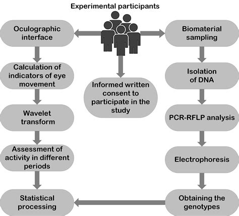 The Connection Between Rs6265 Polymorphism In The BDNF Gene And