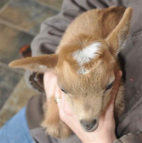 How To Tell Whether Baby Goats Are Horned Or Polled