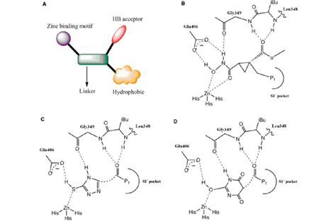 General Structure Of Tumor Necrosis Factor Alpha Converting Enzyme