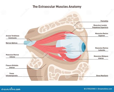 Human Eye Extraocular Muscles Eyes Muscles Governing The Movements