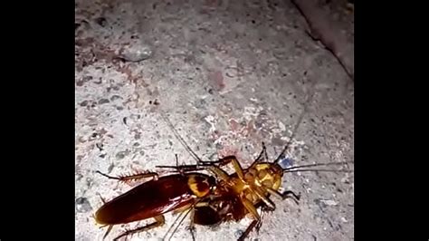 Cockroaches Having Sex Xxx Mobile Porno Videos And Movies Iporntv