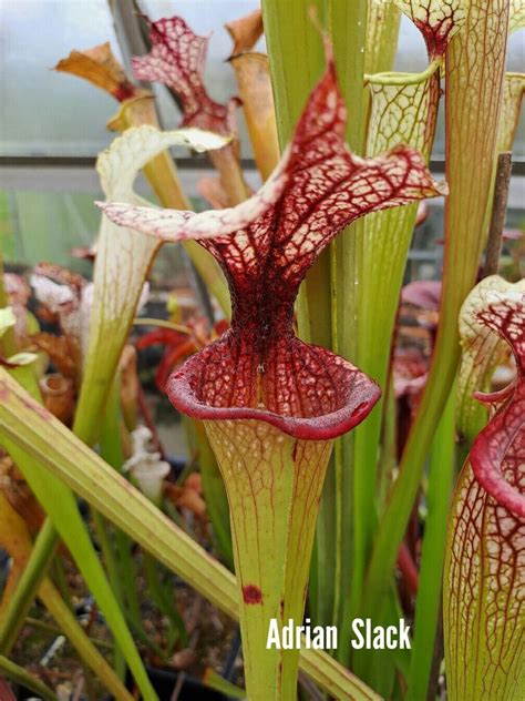 Sarracenia Moorei H All Red X Adrian Slack