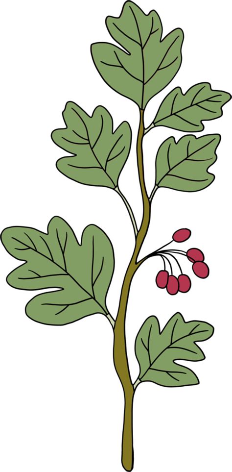 Eenvoud Bloemen Uit De Vrije Hand Tekening 15099751 PNG