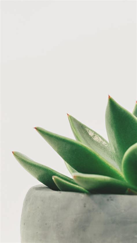 Succulent Aesthetic Desktop Wallpapers on WallpaperDog