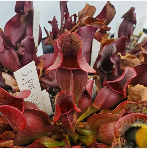 Sarracenia Purpurea Northern Purple Pitcher Plant Clinton Mi