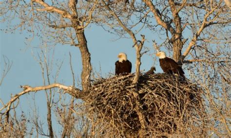 Bald Eagle Population Quadruples Since 2009 The Presidential Prayer Team