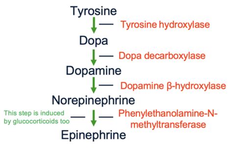 Pathophysiology Of The Adrenal Medulla Flashcards Quizlet