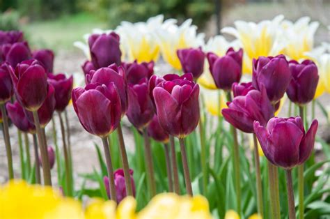 Purple Lady Tulip Bulbs Always Wholesale Pricing Colorblends®