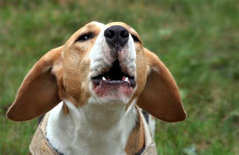 Como Fazer Meu Cachorro Parar De Latir Sozinho Visita E Mais