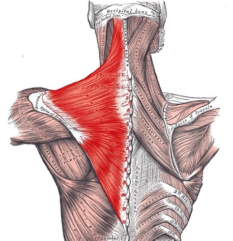 Pain Sensation: Trapezius Muscle Pain