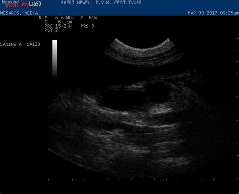 Ovarian Remnant Members