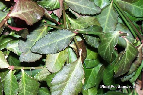 Plantpostings Plant Of The Month Purple Wintercreeper