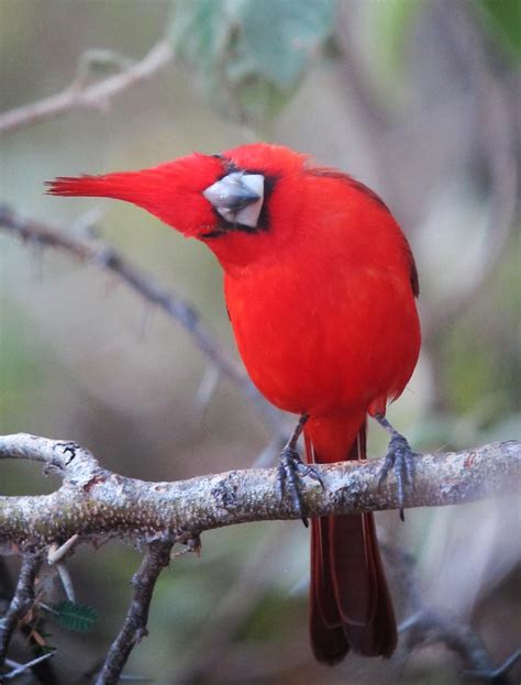 Vermilion cardinal - Alchetron, The Free Social Encyclopedia