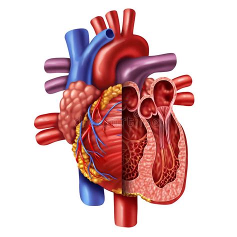 Anatomy of Heart stock illustration. Illustration of arrest - 194404846