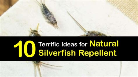 Deter Silverfish Naturally - Guía increíble para repeler Silverfish ...