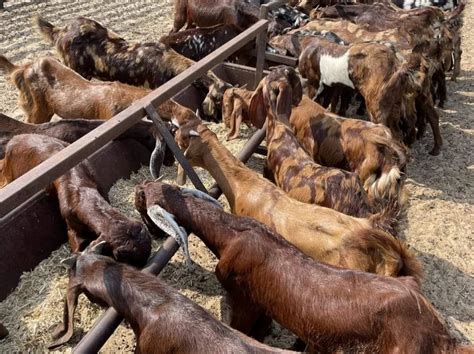 Unisex Sirohi Goat Male Weight At Rs Kg In Ajmer Id