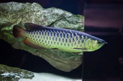 Arowana Care: Compelete Guide on Types, Tank Size, Diet & More