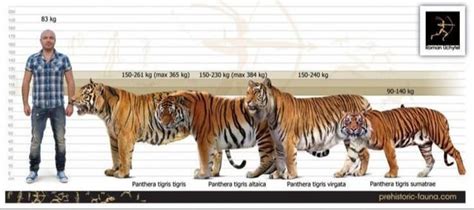 Tiger Subspecies Comparison