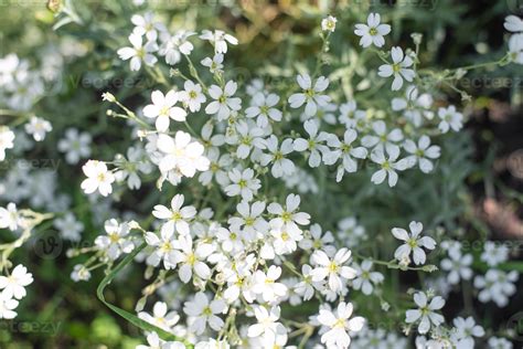 White Flowering Cerastium Tomentosum Cerastium Tomentosum 14555405