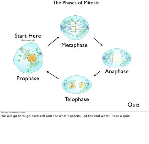 4 Phases Of Mitosis Diagram