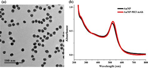 A Typical TEM Image Of The Synthetized 15 Nm AuNPs B UVVIS