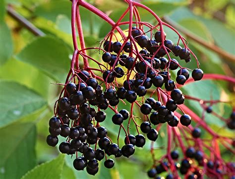 Elderberry Bush Guide: How to Grow and Care for Elderberries