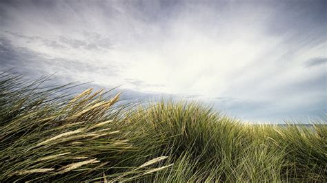 Online Crop Green Grass Field Nature Landscape Clouds Grass Hd