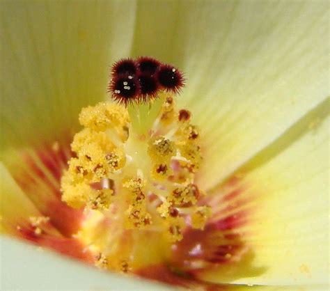 Closeup Of Flower Of Desert Rose Mallow Hibiscus Coulteri Flickr