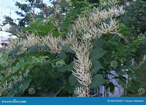 Fallopia Japonica Japanese Knotweed Flowers Stock Image Image Of