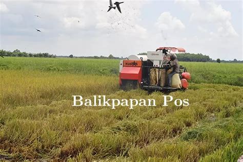 Musim Kemarau Tak Ada Laporan Gagal Panen Balpos