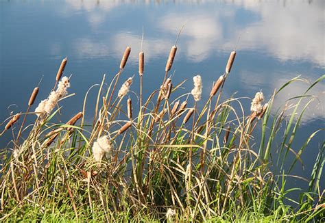 Reed & Bulrush Removal | Simply Aquatic