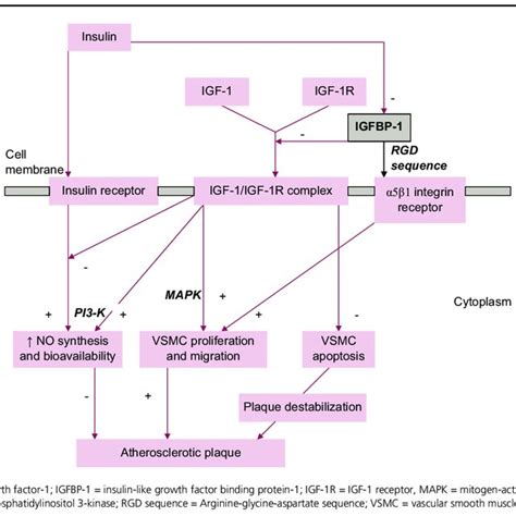 Role Of Insulin Igf 1 And Igfbp 1 In Pathogenesis Of Atherosclerosis Download Scientific Diagram