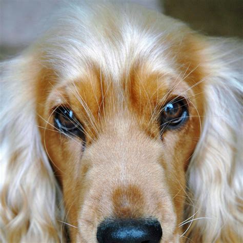 puppy names cute unique  traditional  choose