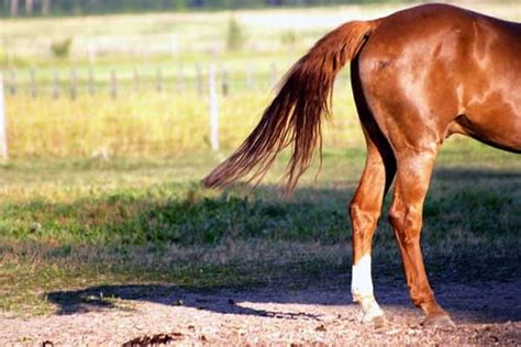 20 Tips For Healthy Horse Tails Tail And Fur