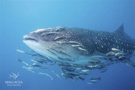 Premier Indonesia Liveaboards By Wallacea Dive Cruise