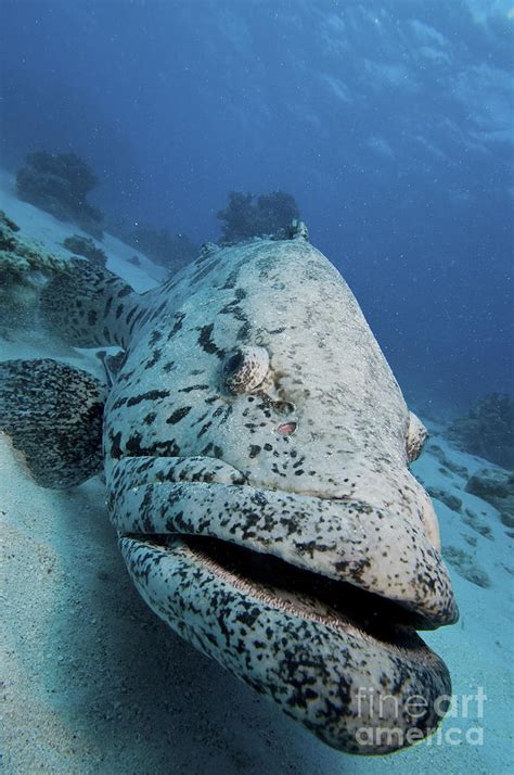 Giant Grouper, Great Barrier Reef Photograph by Mathieu Meur - Pixels