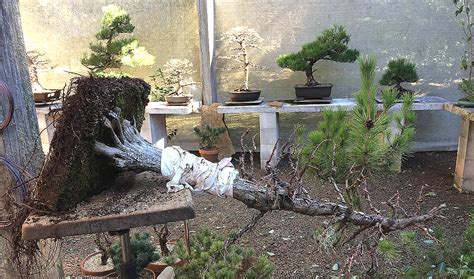 Australian Bonsai Gallery - Swamp Cypress - Repoting