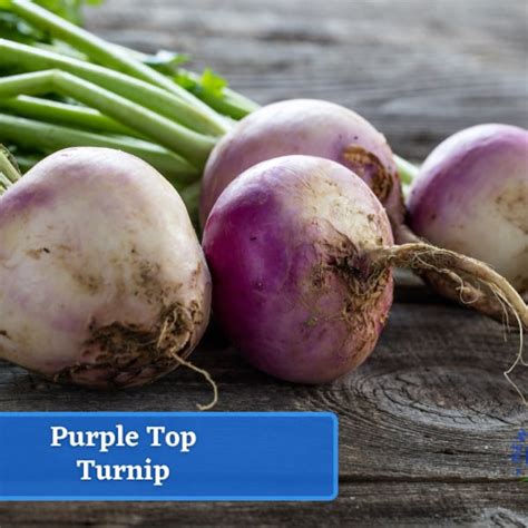 Turnip Seeds Etsy