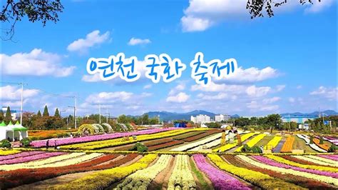 연천 국화 축제 연천 전곡리 Chrysanthemum Festival YouTube