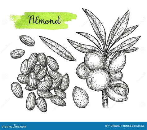 Ink Sketch Of Almond Stock Vector Illustration Of Etching 113486239